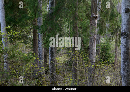 Habichtskauz (Strix uralensis) am Nest, im borealen Wald Lebensraum. Tartumaa, Estland. Mai 2012. Stockfoto