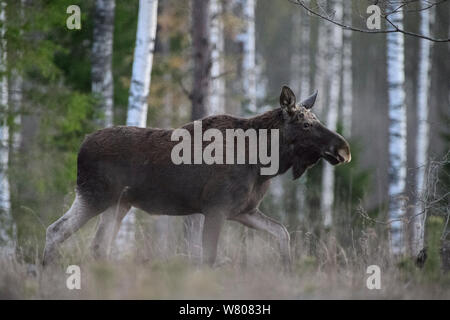 Jungstier Elch (alces alces) zu Fuß durch den Wald, Valgamaa, Estland, April. Stockfoto