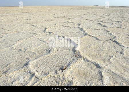 Salz Bildung der See Assale, Danakil Depression, ferne Region, Äthiopien, März 2015. Stockfoto