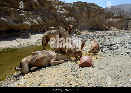 Karawane der Kamele Dromedar (Camelus dromedarius) Ernährung und Trinken am Fluss, Saba Canyon. Transport von Salz aus dem Salzstock von See Assale nach Mekele Markt, Danakil Depression, ferne Region, Äthiopien, März 2015. Stockfoto