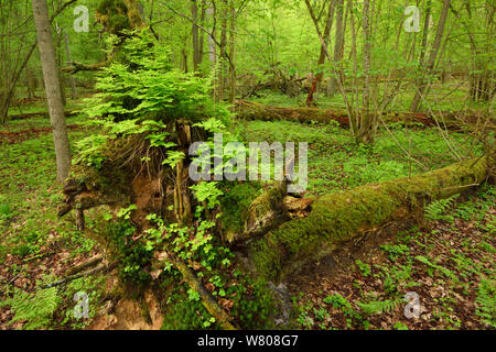 Gefallenen Baum in Moos und Farnen bedeckt, in alten gemischt Nadelbaum und breitblättrige Wald, Punia Forest Reserve, Litauen, Mai. Stockfoto
