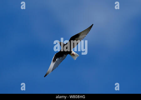 White-winged Schwarz tern (Chlidonias leucopterus) im Flug, Nemunas Delta, Litauen, Mai. Stockfoto