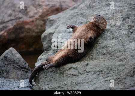 Marine Fischotter (Lontra Felina) am Ufer, Peru ruht. Stockfoto