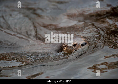 Marine Fischotter (Lontra Felina) Schwimmen in der Nähe von der Oberfläche, ILO-Region, Peru, Dezember. Stockfoto