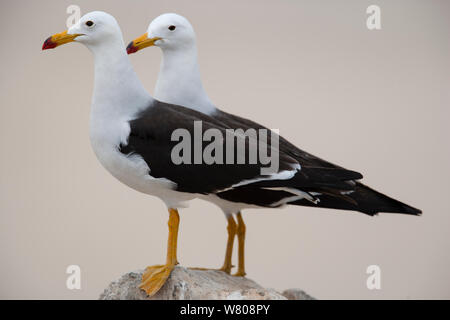 Band-tailed Möwen (Larus belcheri) zwei stehend auf einem Felsen, Punta Coles finden, Peru. Stockfoto