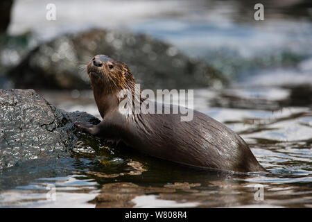 Marine Fischotter (Lontra Felina) an der Küste, Peru. Stockfoto