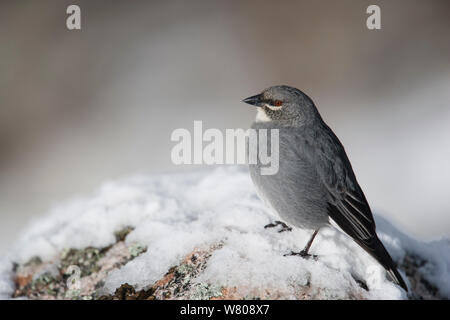 White-winged diuca - Finch (Diuca speculifera) Cordillera Blanca Massiv, Anden, Peru, November 2006. Stockfoto