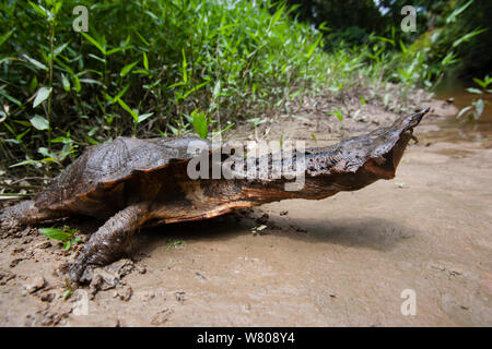 Fransenschildkröte (Chelus fimbriatus) mit Hals verlängert, Pacaya-Samiria Nationalreservats, Amazonas, Peru.