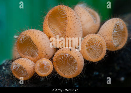 Tropischer Pilz im Regenwald Pacaya-Samiria Nationalreservats, Amazonas, Peru wächst. Stockfoto