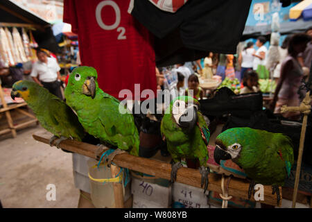 Verschiedene Papageien von Links nach Rechts, Orange winged Amazon (Amazona Amazonica), Schuppige-naped Amazon (Amazona Mercenaria), zwei Kastanien-fronted Aras (Ara Severus) zum Verkauf in Yurimanguas Markt, Amazonas, Peru, November 2006. Stockfoto