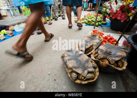 Gelb-footed Landschildkröten (Geochelone denticulata) zum Verkauf in Yurimaguas Markt, Amazonas, Peru, November 2006. Stockfoto