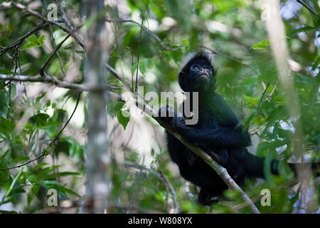 Chamec spider Monkey (Ateles chamek) im Baum, Ikamaperou Heiligtum, Amazonas, Peru. Stockfoto