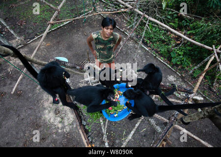 Keeper feeding Chamec spider Monkey (Ateles chamek) in Ikamaperou Heiligtum, Amazonas, Peru. Oktober 2006. Stockfoto