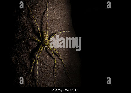 Huntsman spider (Heteropoda boiei) auf Baumstamm in der Nacht, so Kambas Nationalpark, Sumatra, Indonesien. Stockfoto