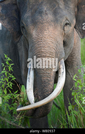 Asiatischer Elefant (Elephas maximus) Portrait. Durch Entwaldung gibt es über die Bevölkerung von Elefanten in den verbleibenden Wald. Daher der indonesischen Regierung sind die Erfassung und die Domestikation diese Elefanten. Art Kambas Nationalpark, Sumatra, Indonesien. Stockfoto