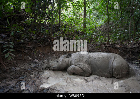 In der Nähe von Sumatra Nashörner (Dicerorhinus sumatrensis) Weibliche suhlen, Teil eines Zuchtprogramms, Weg Kambas Nationalpark, Sumatra, Indonesien. Stockfoto