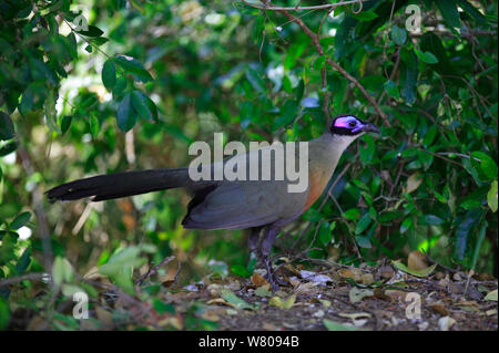 Riesige coua (Coua gigas) auf dem Boden, Berenty finden, Madagaskar. Stockfoto