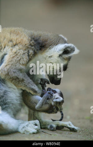 Beringt-tailed Lemur (Lemur catta) Weibliche mit dem Sterben Baby, während der Kampf zwischen Frauen getötet. Berenty finden, Madagaskar Stockfoto