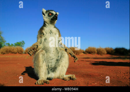 Beringt-tailed Lemur (Lemur catta) männliche Sonnenbaden, Berenty finden, Madagaskar Stockfoto