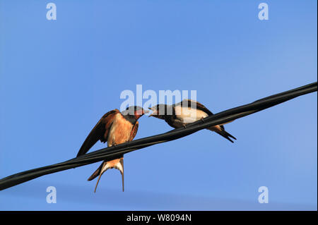 Rauchschwalben (Hirundo rustica) nach der Fütterung der Jungen, Picardie, Frankreich, Juli. Stockfoto