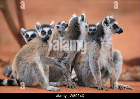 Beringt-tailed Lemur (Lemur catta) weibliche Babys tragen, Madagaskar. Stockfoto