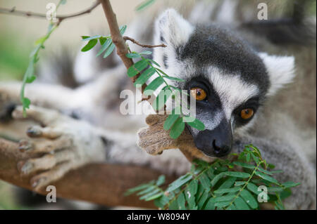 Beringt-tailed Lemur (Lemur catta) Berenty finden, Madagaskar, September. Stockfoto