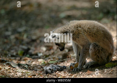 Beringt-tailed Lemur (Lemur catta) Weibliche mit toten Babys, während der Kampf zwischen Frauen getötet. Berenty finden, Madagaskar Stockfoto