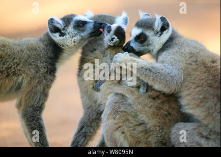 Beringt-tailed Lemur (Lemur catta) Weibchen Pflege Baby, Berenty finden, Madagaskar Stockfoto