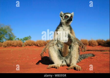 Beringt-tailed Lemur (Lemur catta) weibliche Sonnenbaden, Berenty finden, Madagaskar Stockfoto