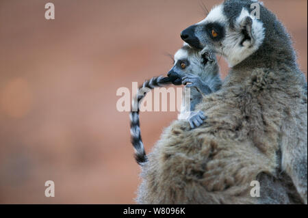 Beringt-tailed Lemur (Lemur catta) Frau mit Baby kauen in den eigenen Schwanz, Berenty finden, Madagaskar Stockfoto