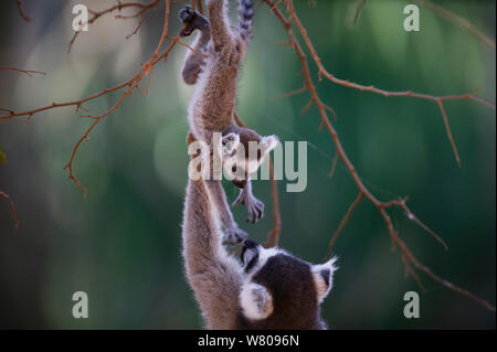 Beringt-tailed Lemur (Lemur catta) Weibliche entgegen Baby, Berenty finden, Madagaskar Stockfoto