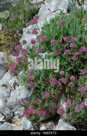 Berg Wundklee Wundklee Blumen (Montana) Drôme, Frankreich, Stockfoto