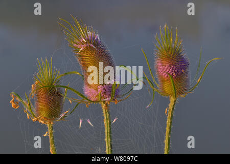 Gemeinsame Karde (Dispacus fullonum) Blumen, Vendee, Frankreich, Juli. Stockfoto