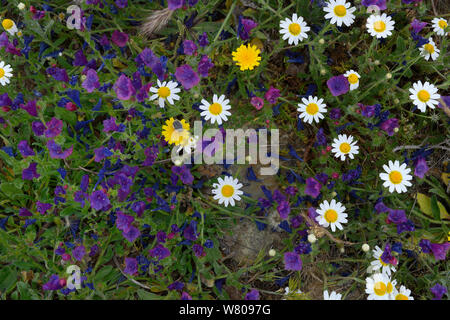 Lila vipers bugloss (Echium Plantagineum) in Blüte, mit Girlande Chrysantheme (Chrysanthemum coronarium) in Blüte, Alentejo, Portugal, April. Stockfoto