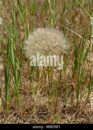 Wiese Schwarzwurzeln (Tragopogon pratensis) seedhead, Gard, Frankreich, Mai. Stockfoto