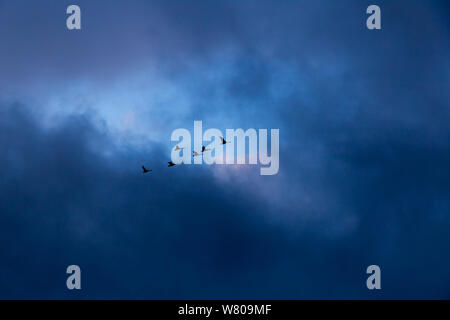 Schwäne fliegen im Himmel mit dunklen Oberton Stockfoto