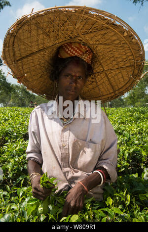 Kaffee Picker, sammeln Blätter (Camelia Sinensis) mit grossen Strohhut, Assam, North East India, Oktober 2014. Stockfoto