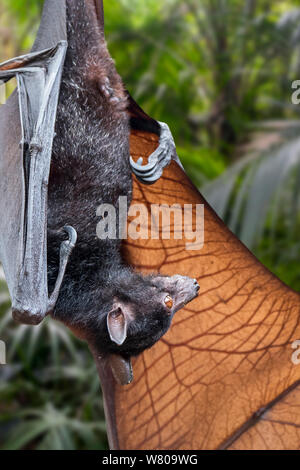 Lyle's Flying Fox (Pteropus lylei) Native, Kambodscha, Thailand und Vietnam auf den Kopf hängen und Stretching Flügel Venen angezeigt Stockfoto