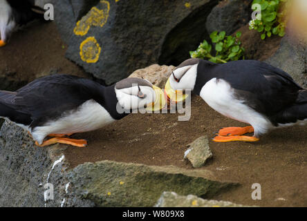 Papageientaucher Gehörnten (Fratercula corniculata) Steckverbinderpaar&#39; &#39; Abrechnung, St. Paul, Pribilofs, Alaska, USA, Juli. Stockfoto