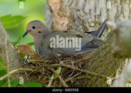 Taube (Zenaida macroura), nach Inkubation auf Nest, New York, USA, Juni. Stockfoto