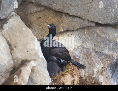 Red-faced Cormorant (Phalacrocorax urile) am Nest auf einer Klippe Ledge, brütende Große eingebettet, St. Paul, Pribilofs, Alaska, USA Stockfoto