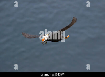 Getuftete Papageitaucher (Fratercula cirrhata) im Flug mehrere Fische in ihren Gesetzentwurf für Junge, St. Paul, Pribilofs, Alaska, USA Juli. Stockfoto