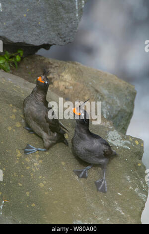 Crested auklets (Aethia cristatella) Paar interagieren, während auf Felsen, St . Paul, Pribilofs, Alaska, USA, Juli. Stockfoto