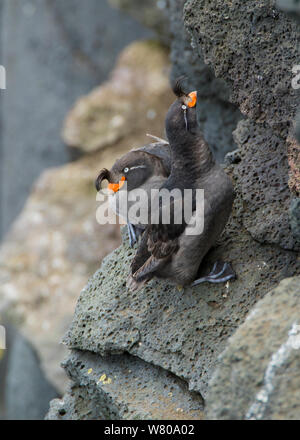 Crested auklets (Aethia cristatella) Paar interagieren, während auf Felsen, St . Paul, Pribilofs, Alaska, USA, Juli. Stockfoto