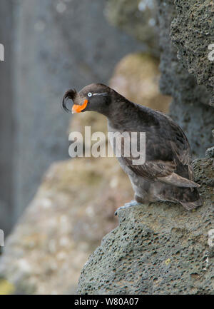 Crested auklet (Aethia cristatella) auf Felsen, St . Paul, Pribilofs, Alaska, USA, Juli. Stockfoto