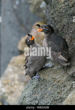 Crested auklets (Aethia cristatella) Paar interagieren, während auf Felsen, St . Paul, Pribilofs, Alaska, USA, Juli. Stockfoto