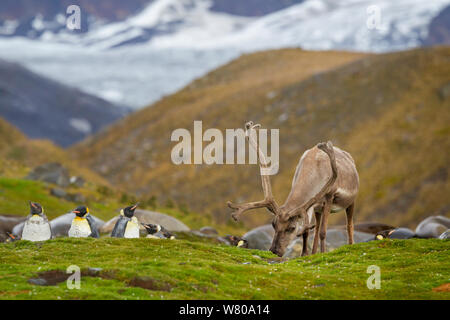 Rentiere (Rangifer tarandus) Fütterung unter Mauser Königspinguine (Aptenodytes patagonicus) auf South Georgia. St Andrew&#39;s Bay, South Georgia, South Atlantic. Januar. Eingeführte Arten. Stockfoto