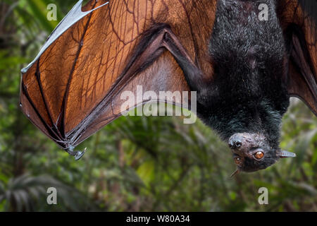 Lyle's Flying Fox (Pteropus lylei) Native, Kambodscha, Thailand und Vietnam auf den Kopf hängen und Stretching Flügel Venen angezeigt Stockfoto