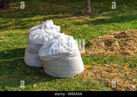 Stapel von Gelb und Orange gefallenen Blätter in großen weißen Plastiktüten auf grünem Rasen im Hinterhof gesammelt. Herbst oder Frühjahr Laub Ausbau in der Stadt Stockfoto