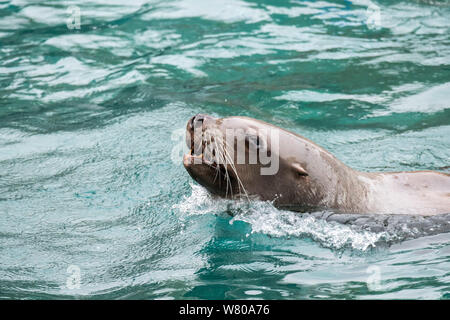 Steller sea lion/Northern sea lion/Steller Seelöwen (Eumetopias jubatus) Schwimmen, beheimatet im nördlichen Pazifik Stockfoto